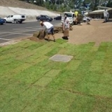 Turfing-8