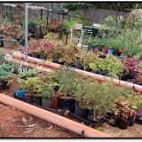 Plant-sales